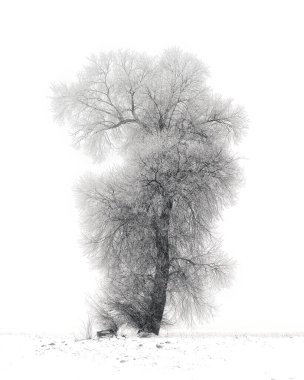 single deciduous tree in a snowy landscape