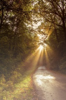 road through the forest, the rising sun shines through the trees