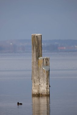 old wooden poles for mooring sailing ships