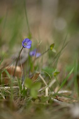single hepatica in meadow, blurred background