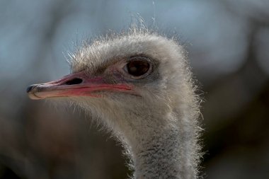 closeup of an ostrich head, side view, blurry background