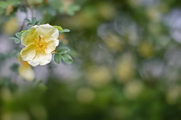 Mały Żółty Krzew Róża Kolorowe Niewyraźne Tło — Zdjęcie stockowe