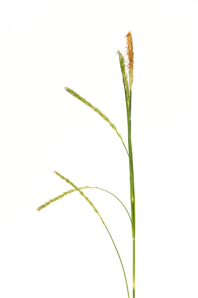 a stem of carex sylvatica against a white background