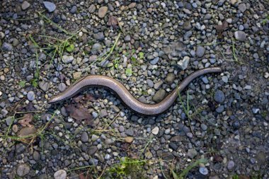 slowworm on stony ground clipart