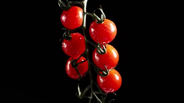 Красные Помидоры Вишни Вращаются Черном Фоне Сочные Овощи Каплях Воды — стоковое видео