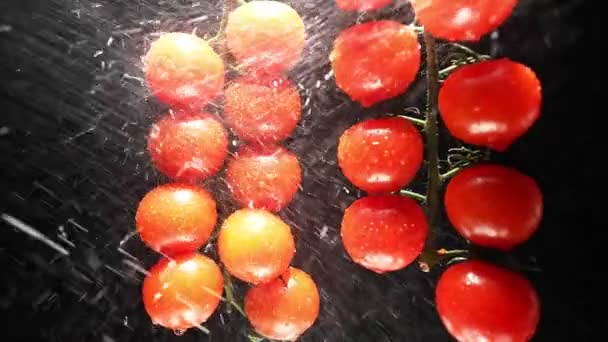 Красные Помидоры Вишни Вращаются Черном Фоне Сочные Овощи Каплях Воды — стоковое видео