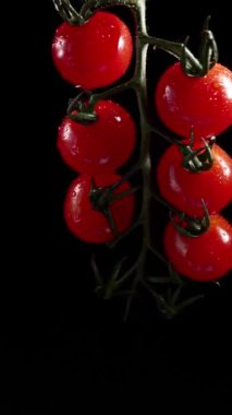 Vertical Video, Red Cherry Tomatoes Rotate on a Black Background. Juicy Vegetables in Water Drops. Vegetarian Concept. Slow Motion.