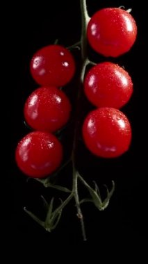 Vertical Video, Red Cherry Tomatoes Rotate on a Black Background. Juicy Vegetables in Water Drops. Vegetarian Concept. Slow Motion.