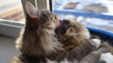 İki Şirin Kedi Pencere kenarında yatar ve birbirlerini yalarlar. Evcil hayvan kavramı. Yavaş Hareket.