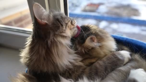 两只可爱的猫躺在窗台上互相舔着 宠物的概念 慢动作 — 图库视频影像