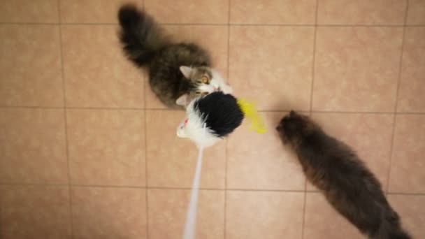 Играющий Пушистый Кот Играет Игрушкой Висящей Веревке Котёнок Прыгает Игрушкой — стоковое видео