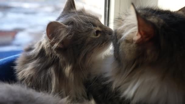 Two Cute Cats Lie Windowsill Lick Each Other Konsep Hewan — Stok Video