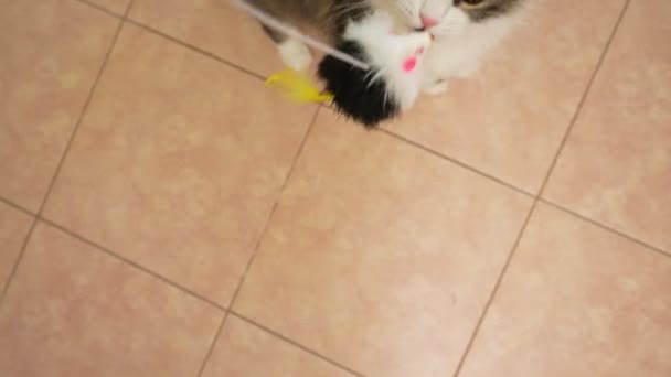 Playful Fluffy Cat Playing Toy Hanging Rope Kitten Jumps Toy — Wideo stockowe