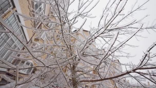 Gałęzie Drzew Pokryte Lodem Zamarznięty Krzak Zimna Zimowa Koncepcja Pogody — Wideo stockowe