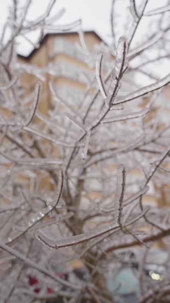 Ветви Деревьев Покрыты Льдом Замороженный Буш Концепция Холодной Зимней Погоды — стоковое видео