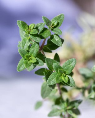 Bir kekik filizinin (timus vulgaris) mavi arkaplan odaklı makro doku görünümü