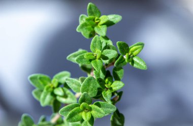 Bir kekik filizinin (timus vulgaris) mavi arkaplan odaklı makro doku görünümü