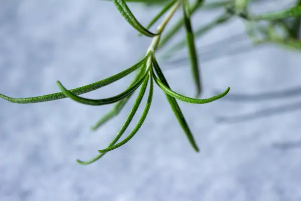 Μακρο Αφηρημένη Υφή Άποψη Ενός Κλωναριού Δεντρολίβανου Salvia Rosmarinus Βότανο — Φωτογραφία Αρχείου
