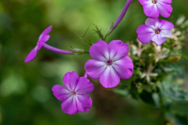 Güneşli bir sonbahar bahçesinde mor çiçek açan fenomenin (phlox paniculata) makro görüntüsü