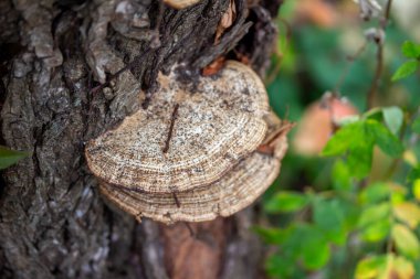 Olgun bir ağacın gövdesinde büyüyen büyük mantarların (Daedaleopsis) makro görünümü