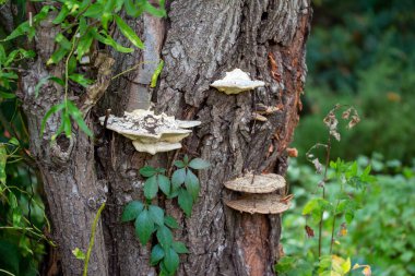 Olgun bir ağacın gövdesinde büyüyen büyük mantarların (Daedaleopsis) makro görünümü