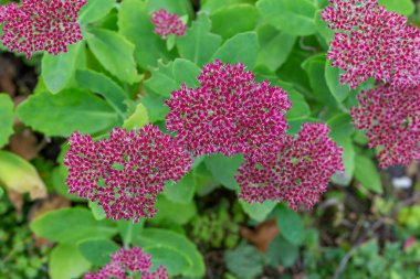 Güneşli bir bahçede çiçek açan pembe sedum spektabile (hylotelephium spectabile) makro görünümü