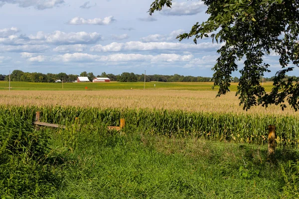 Landschap Uitzicht Een Landbouwgewas Veld Van Maïs Een Zonnige Zomerdag — Stockfoto