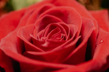 Bir kapalı çiçek buket düzenleme içinde tek kırmızı gül (rosa) soyut makro doku görünümü