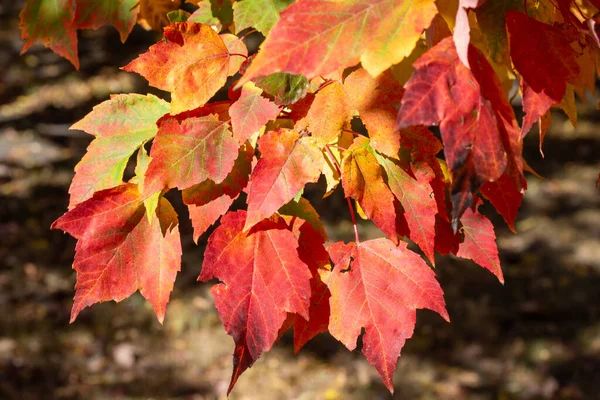 Nahaufnahme Textur Hintergrund Von Bunten Blättern Auf Einem Roten Ahornbaum lizenzfreie Stockbilder
