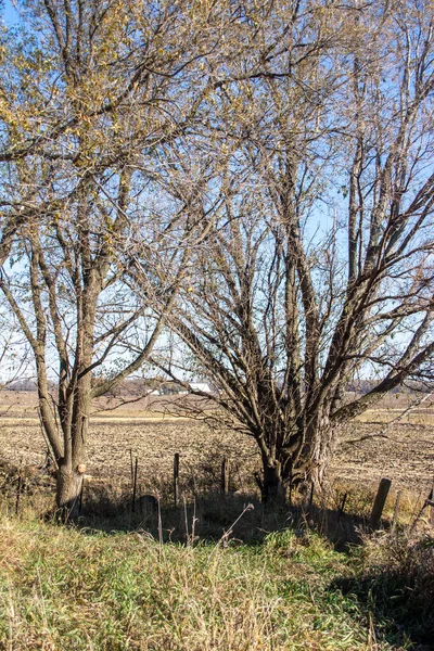 Close Landschap Uitzicht Twee Kale Bomen Aan Rand Van Een — Stockfoto
