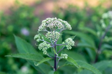 This image shows a close-up texture background of budding white color boneset flowers (eupatorium perfoliatum) in an outdoor garden.