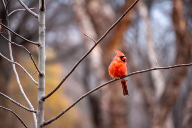 This image shows a close up view of a male northern cardinal bird perched on a branch of a young serviceberry tree on an overcast autumn day, with defocused background.