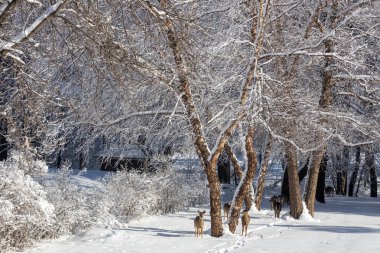 This image shows a landscape view of a large group of white-tailed deer walking along a snow covered trail towards a tree-lined ravine on a sunny winter day.