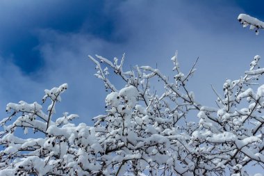 Abstract texture background of beautiful thick white snow covering the branches of a tree, with blue sky background