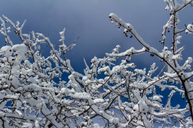 Abstract texture background of beautiful thick white snow covering the branches of a tree, with blue sky background