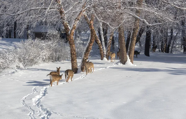 This image shows a landscape view of a large group of white-tailed deer walking along a snow covered trail towards a tree-lined ravine on a sunny winter day.