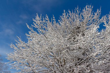 Abstract texture background of beautiful thick white snow covering the branches of a tree, with blue sky background