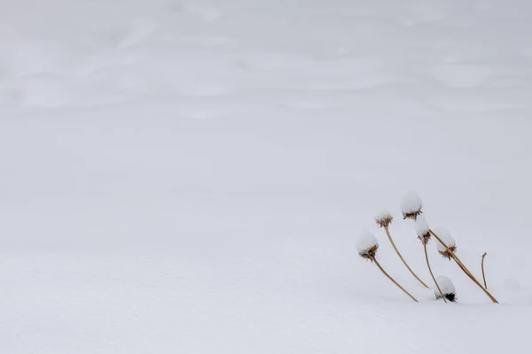 Close Corner View Snowcapped Dried Coneflower Stalks Winter Blizzard — Stock Photo, Image