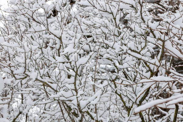 Абстрактный Текстурный Фон Белого Снежного Покрова Голые Ветви Лиственных Кустах — стоковое фото