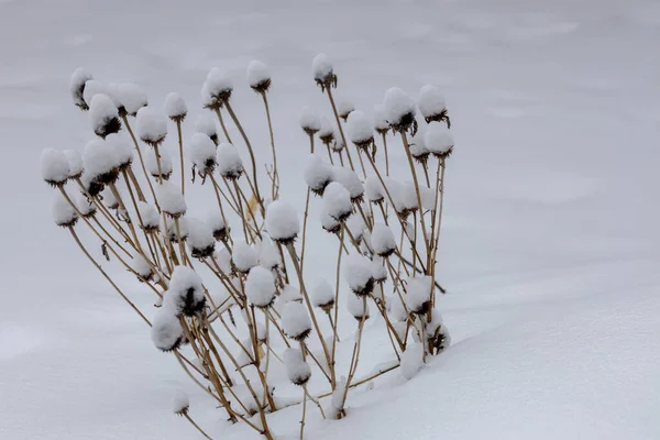 Close View Snowcapped Dried Coneflower Stalks Winter Blizzard — Stock Photo, Image