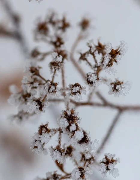 Abstract Macro View White Hoar Frost Branches Spirea Bush Winter — Stock Photo, Image