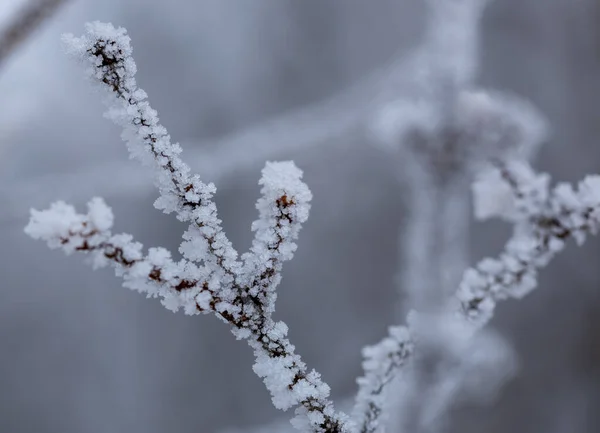 Abstract Macro View White Hoar Frost Branches Lilac Bush Winter — Stock Photo, Image