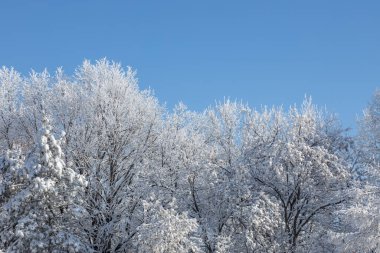 Yukari, soyut dokuma manzarasi, temiz mavi gökyüzüne karla kaplanmis orman dallari.