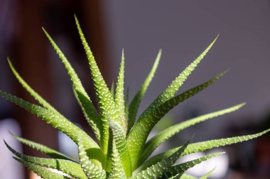 Kapalı bir arka plan odaklı küçük bir saksı haworthia ev bitkisi yakın görünüm