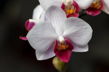 Kapalı bir buket düzeninde, güzel kırmızı ve beyaz güve orkidesinin (phalaenopsis) tam çerçeve soyut görünümü, nötr koyu arkaplan