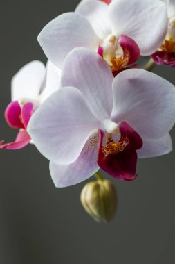 Kapalı bir buket düzeninde, güzel kırmızı ve beyaz güve orkidesinin (phalaenopsis) tam çerçeve soyut görünümü, nötr koyu arkaplan