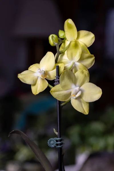 Full Frame Macro Abstract View Delicate Yellow Moth Orchid Phalaenopsis — Stock Photo, Image