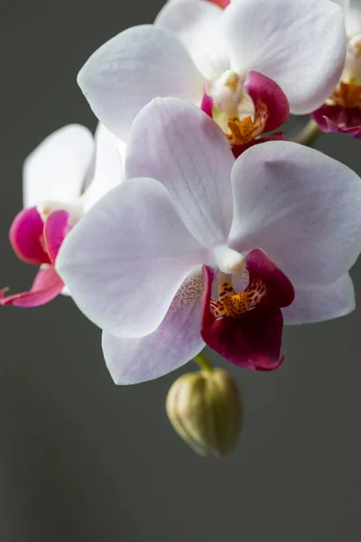 Quadro Completo Vista Macro Abstrata Belas Flores Orquídea Traça Vermelha — Fotografia de Stock