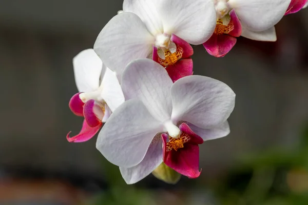 Quadro Completo Vista Macro Abstrata Belas Flores Orquídea Traça Vermelha — Fotografia de Stock