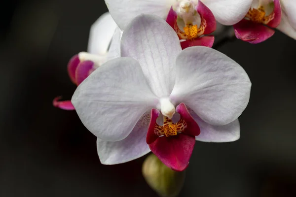 Повний Каркас Макро Абстрактного Вигляду Красивих Квітів Червоної Білої Метелики Ліцензійні Стокові Зображення
